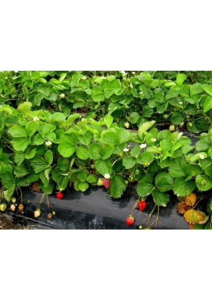 50 Adet Taze Çilek Fidanı Açık Kök ve Söküm Seti