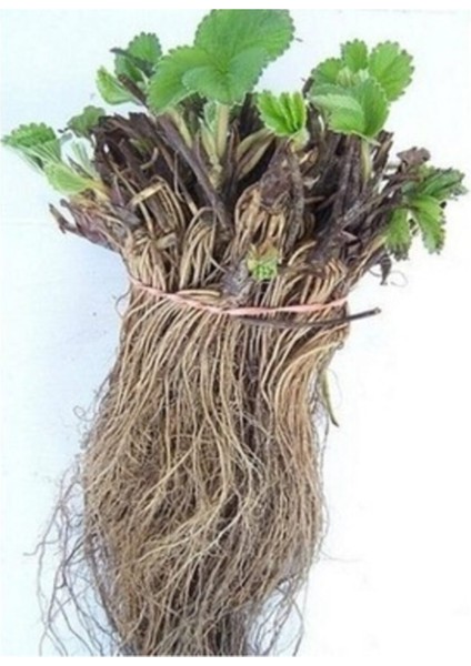 55 Adet Yediveren Çilek Fidesi Açık Kök Frigo ve Taze Sökümdür, Garantiyle fiyatları