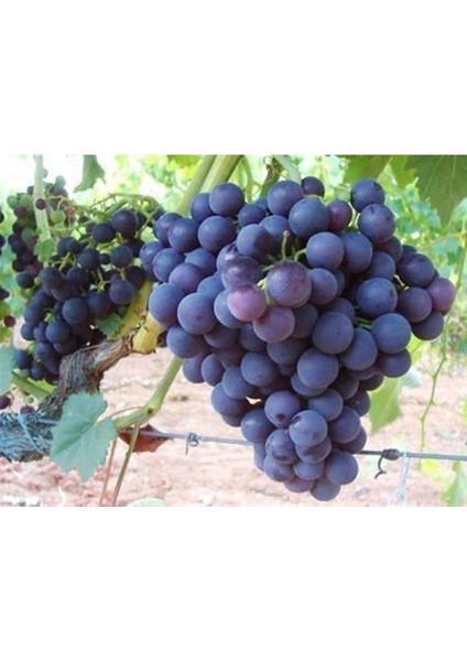 3 Adet Öküzgözü Şaraplık Üzüm Fidanı Tüplü 1,5 Yaş
