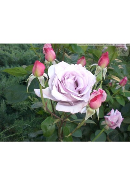 3 Adet Eflatun Gül Fidanı, Güzel Kokulu ve Görüntüsüyle Şık Bahçe Süsü