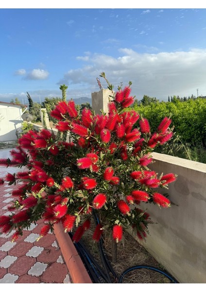 3 Adet Firça Çalısı Fidanı, Bahçe Dekorasyonu ve Peyzaj Için Uygun