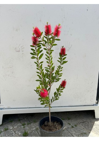 3 Adet Firça Çalısı Fidanı, Bahçe Dekorasyonu ve Peyzaj Için Uygun fiyatları