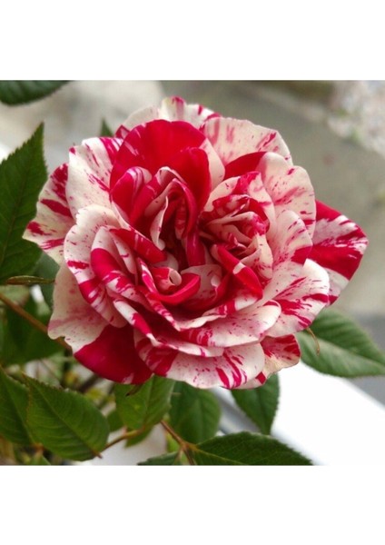 Bordo Beyaz Renkli Sarmaşık Kokulu Tüplü Gül Fidanı