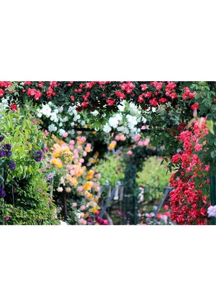 Bordo Beyaz Renkli Sarmaşık Kokulu Tüplü Gül Fidanı fiyatları