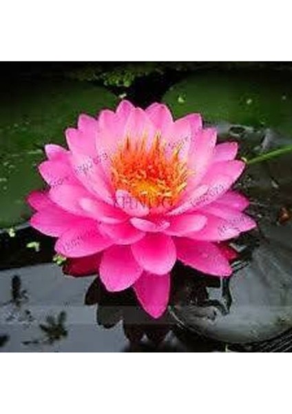 15 Adet Pembe Lotus Su Çiçeği Tohumu, Kutsal Nilüfer Hediye Seti