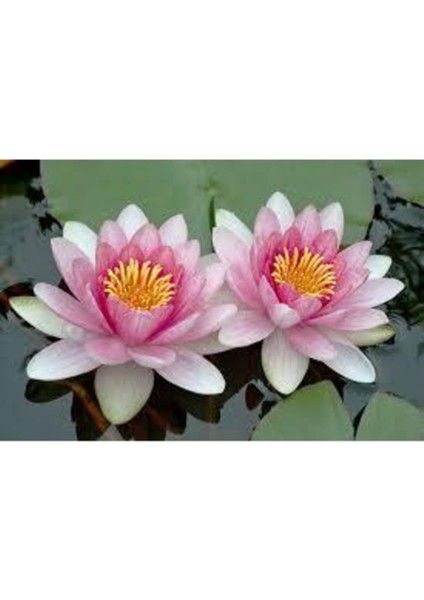 15 Adet Pembe Lotus Su Çiçeği Tohumu, Kutsal Nilüfer Hediye Seti fiyatları