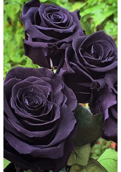 3 Adet Siyah Gül Fidanı, Açık Kök, 40 Cm, 2 Yaş, Bahçe Dekorasyonu