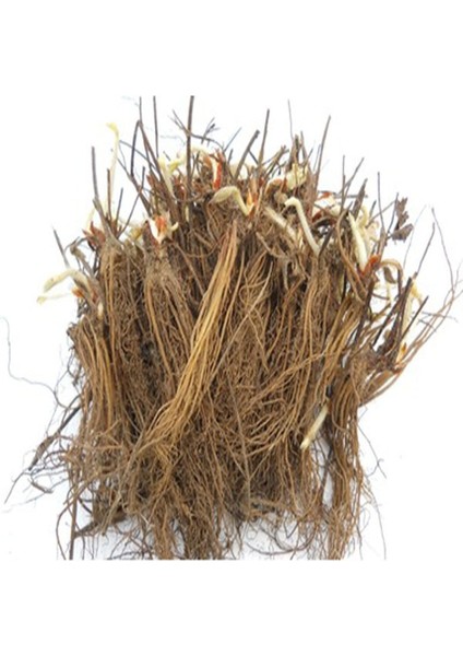 60 Adet Albion Açık Köklü Taze Yediveren Çilek Fidanı Seti fiyatları