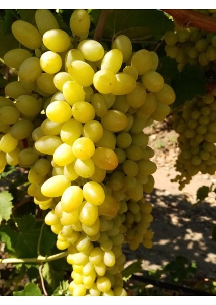 3 Adet Narince Üzüm Fidanı, Şaraplık, 2 Yaş, Doğal ve Sağlıklı Ürün