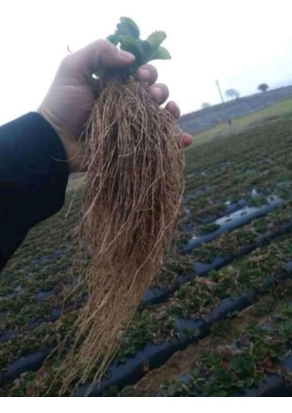 60 Adet Albion Açık Köklü Taze Yediveren Çilek Fidanı Seti indirimleri