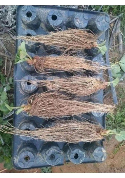 60 Adet Albion Açık Köklü Taze Yediveren Çilek Fidanı Seti