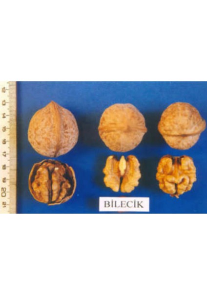 3 Yaş Tüplü ve Aşılı Ceviz Fidanı, Bilecik]