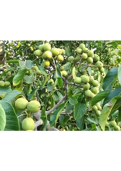 3 Yaş Tüplü ve Aşılı Ceviz Fidanı, Bilecik] fiyatları