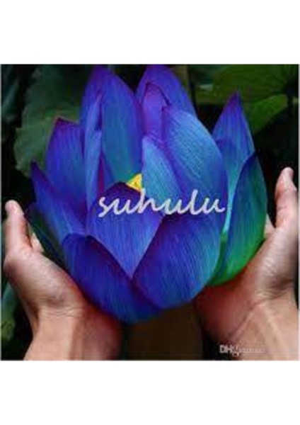 10 Adet Nadir Mavi Dev Lotus Çiçek Tohumu, Nilüfer Çiçeği, Açan, Renkli, Çiçekler