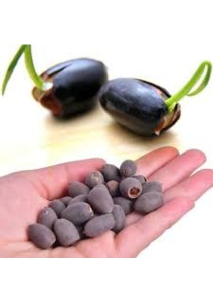 10 Adet Nadir Mavi Dev Lotus Çiçek Tohumu, Nilüfer Çiçeği, Açan, Renkli, Çiçekler fiyatları