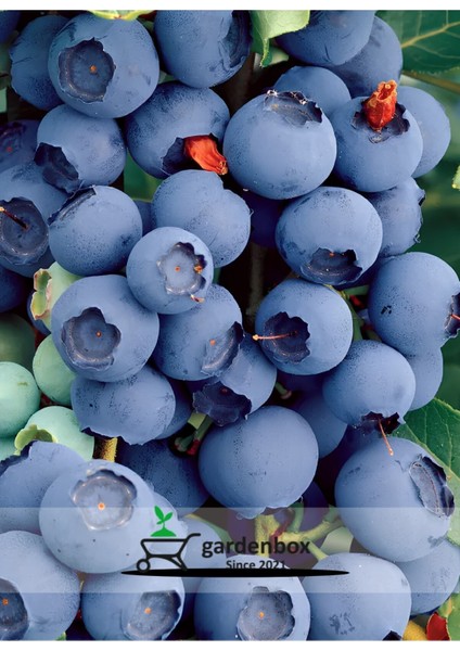 Mavi Yemiş Yaban Mersini Fidanı 40-60CM, Tüplü/saksılı, Sağlıklı ve Verimli