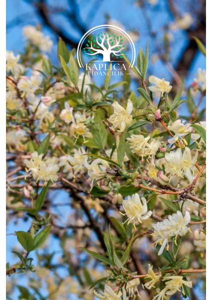 Yoğun Kokulu Hanımeli Tüplü Fidanı, Bahçe ve Süs Bitkisi fiyatları