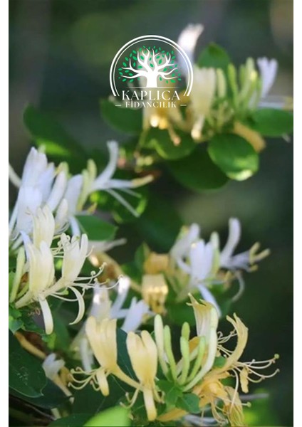 Yoğun Kokulu Hanımeli Tüplü Fidanı, Bahçe ve Süs Bitkisi modelleri