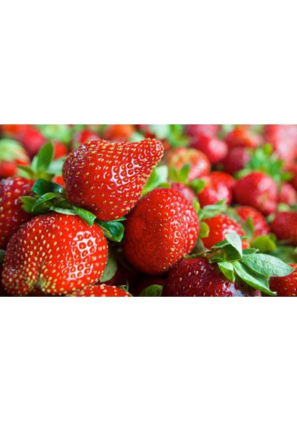 50 Adet Cabarla Çilek Fidesi Açık Kök ve Taze Söküm Seti