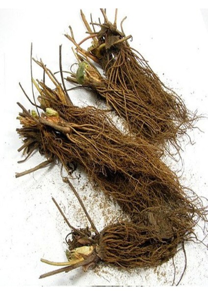 55 Adet Taze Açık Kökli Frigo Yediveren Çilek Fidanı Seti modelleri