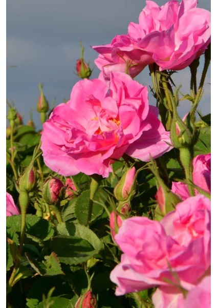 Tüplü Sarmaşık Gül Fidanı, Isparta Gülü Rosa Rampicanti, Bahçe Dekorasyon Için Güzel Bitki