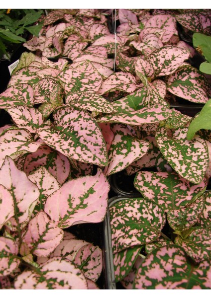 5 Adet Renkli Çiçekli Hostes Fidanı Tüplü, Canlı ve Sağlıklı Bitki Seti