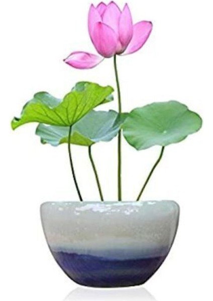 Nadir Ithal Lotus Tohumu, 20 Adet Su Zambağı ve Nilüfer Çiçeği Tohumu