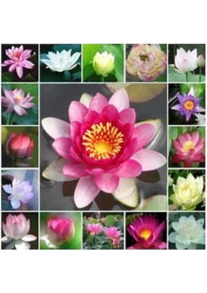 Nadir Ithal Lotus Tohumu, 20 Adet Su Zambağı ve Nilüfer Çiçeği Tohumu fiyatları
