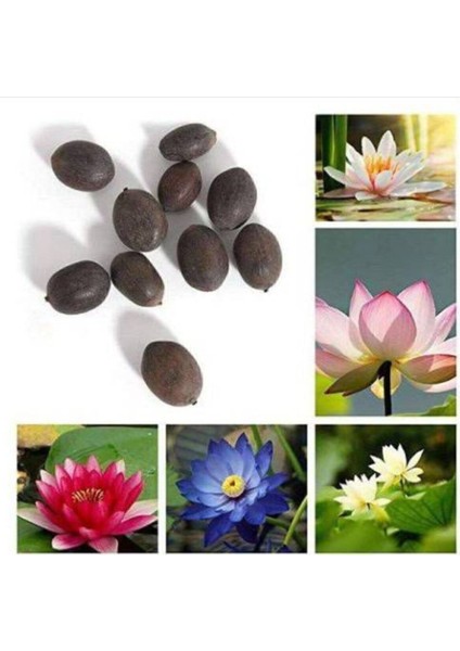 Nadir Ithal Lotus Tohumu, 20 Adet Su Zambağı ve Nilüfer Çiçeği Tohumu fırsatları