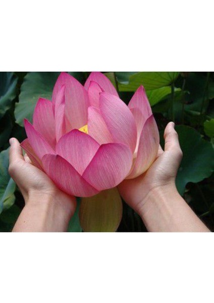 Nadir Ithal Lotus Tohumu, 20 Adet Su Zambağı ve Nilüfer Çiçeği Tohumu indirimleri