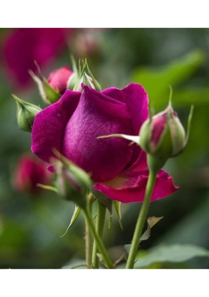 3 Adet Kırmızı Gül Fidanı, Kokulu, Açık Köklü, 1,5 Yaşında