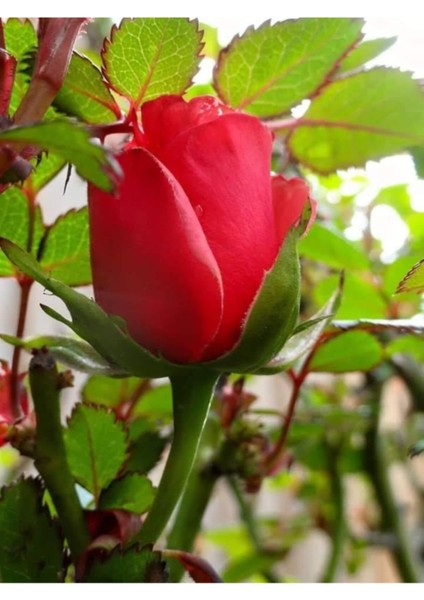 3 Adet Kırmızı Gül Fidanı, Kokulu, Açık Köklü, 1,5 Yaşında fiyatları