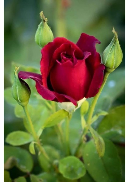 3 Adet Kırmızı Gül Fidanı, Kokulu, Açık Köklü, 1,5 Yaşında modelleri