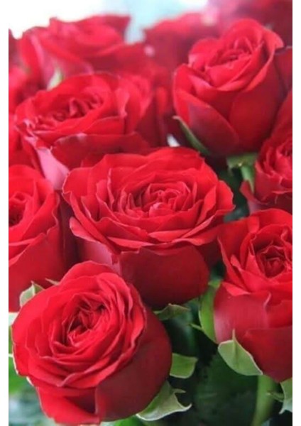 3 Adet Kırmızı Gül Fidanı, Kokulu, Açık Köklü, 1,5 Yaşında fırsatları