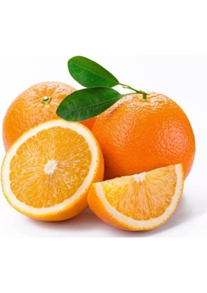 Canlı Portakal Fidanı, Bahçe ve Balkon Için Güzel Bir Seçenek