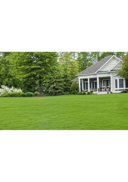 Bermuda Çim Tohumu 1 Kg, Sağlıklı ve Yeşil Bahçe Için Yüksek Kalite Tohum