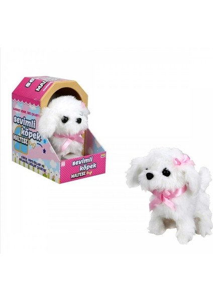 Sevimli Köpek Maltese modelleri