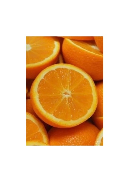 Washington Portakal Fidanı – Verimli ve Lezzetli