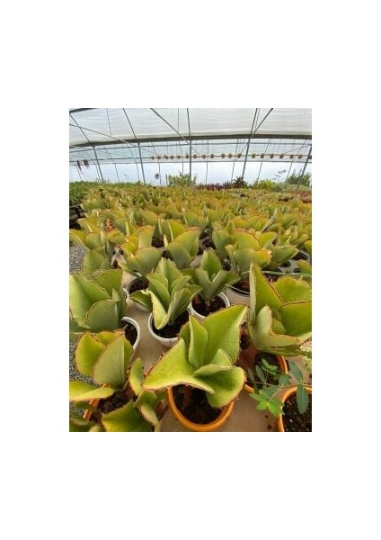 Kalanchoe Synsepala (Kalanço Sukulent)