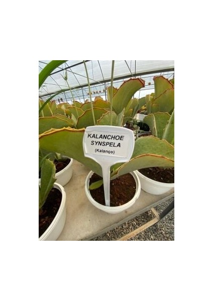 Kalanchoe Synsepala (Kalanço Sukulent) fiyatları