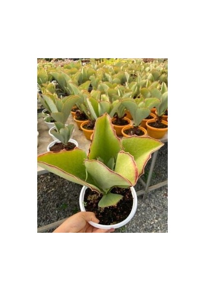 Kalanchoe Synsepala (Kalanço Sukulent) modelleri