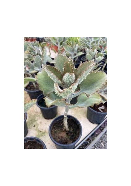 Kalanchoe Beharensis ‘fang’ (Fil Kulağı Sukulent) 10-30CM