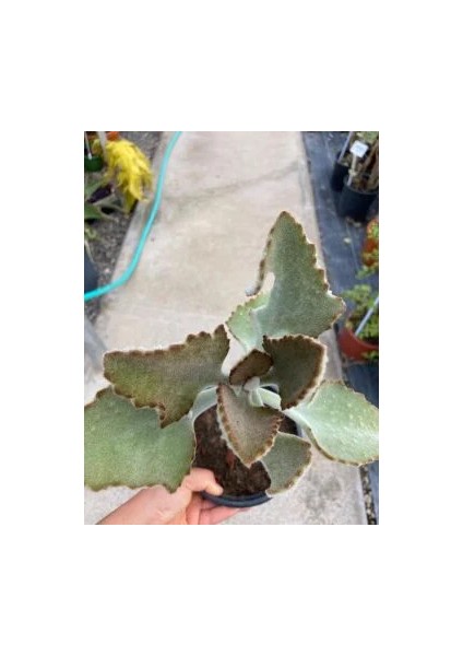 Kalanchoe Beharensis ‘fang’ (Fil Kulağı Sukulent) 10-30CM fiyatları