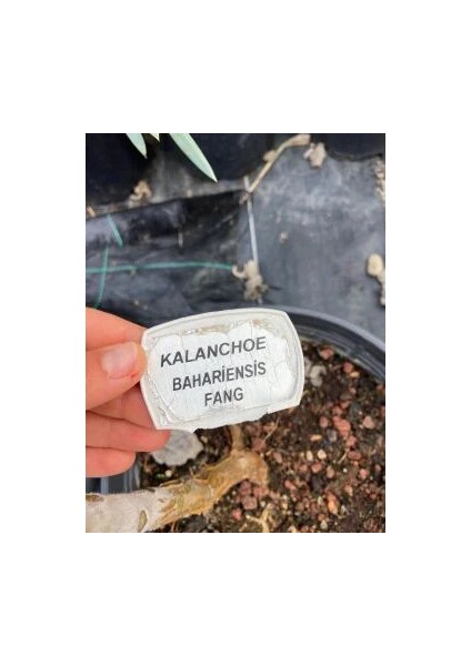 Kalanchoe Beharensis ‘fang’ (Fil Kulağı Sukulent) 10-30CM modelleri