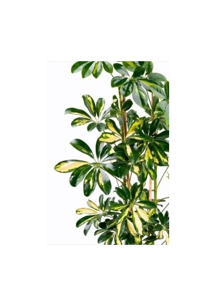 Schefflera Arboricola ‘variegata’ (Alacalı Cüce Şeflera) 100-120CM