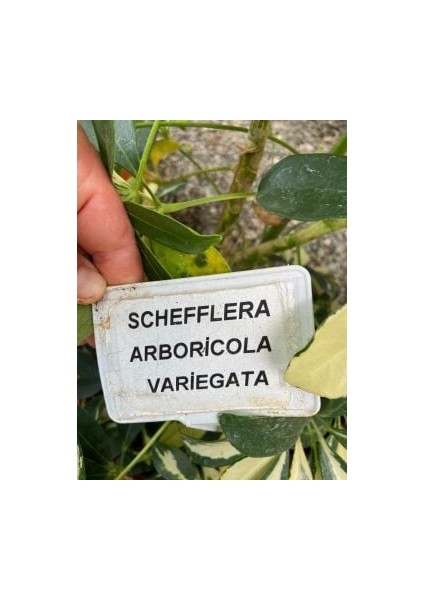 Schefflera Arboricola ‘variegata’ (Alacalı Cüce Şeflera) 100-120CM modelleri