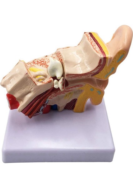 1.5x Insan Kulak Anatomisi Modeli - Eğitim Için Profesyonel Masaüstü Iç Kulak Yapısı Simülasyon Modeli (Yurt Dışından) fiyatları