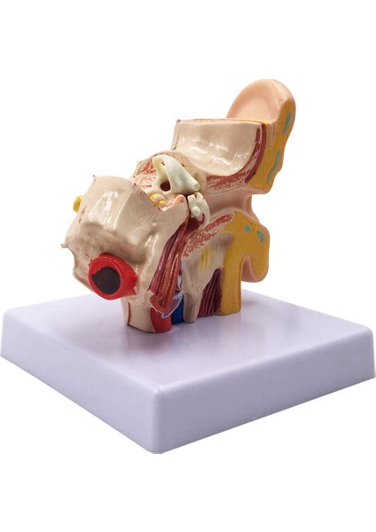 1.5x Insan Kulak Anatomisi Modeli - Eğitim Için Profesyonel Masaüstü Iç Kulak Yapısı Simülasyon Modeli (Yurt Dışından) fırsatları