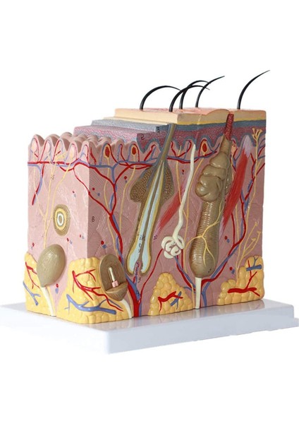 Cilt Modeli 50X Büyütülmüş Anatomik Cilt Modeli Anatomi Sınıf Çalışması Için Üç Boyutlu Cilt Modeli Ekran Öğretimi (Yurt Dışından)