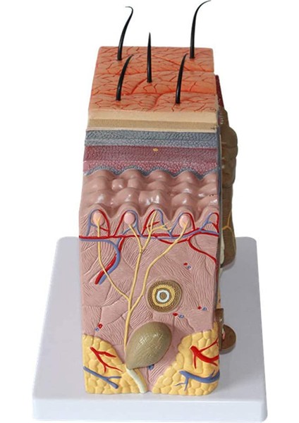 Cilt Modeli 50X Büyütülmüş Anatomik Cilt Modeli Anatomi Sınıf Çalışması Için Üç Boyutlu Cilt Modeli Ekran Öğretimi (Yurt Dışından) fiyatları